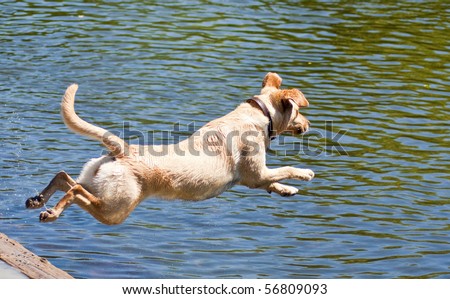 Yellow Labrador Retriever jumping into the water at a dog park on a sunny summer day.