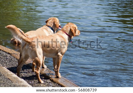 Two Labrador Retriever friends standing together by the water at a dog park
