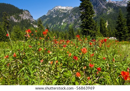 wildflowers washington western mountain sunny hiking trail landscape shutterstock