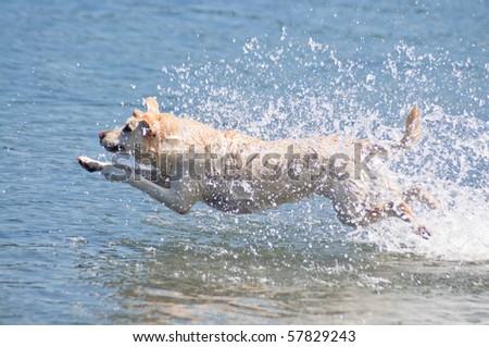 Happy yellow Lab jumping into the ocean water to retrieve a stick on a beautiful sunny day at a beach.