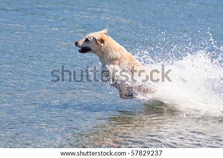 Happy yellow Lab jumping into the ocean water to retrieve a stick on a beautiful sunny day at a beach.