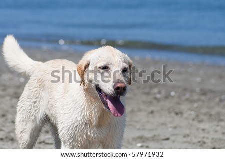 Adorable yellow Lab at the beach by the ocean shore on a sunny summer day.
