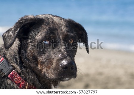 Adorable dog with different color eyes standing on a beach next to the ocean water on a beautiful sunny day.