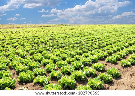field of salad in spring under amazing sky