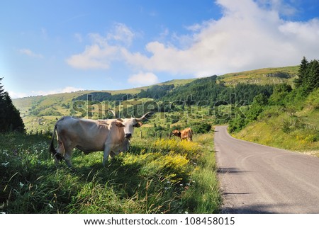 cow near the road in mountain