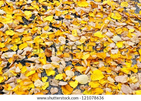 cool yellow leaves in autumn on the street