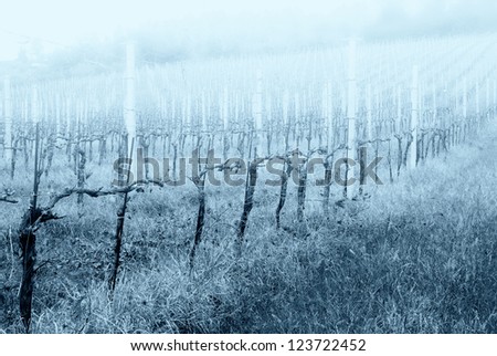 vineyard after pruning shrouded by the fog