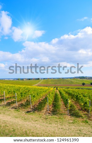 sun in the sky over vineyard in summer