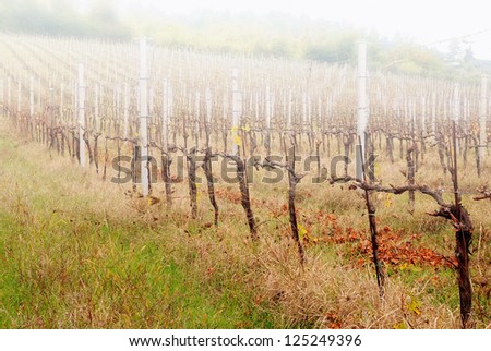 vineyard after pruning shrouded by the fog