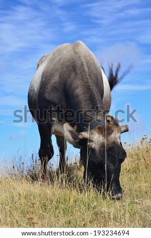 grazing cow on the hill in summer
