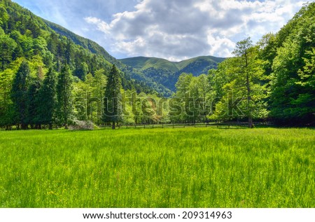 amazing landscape in mountain in spring