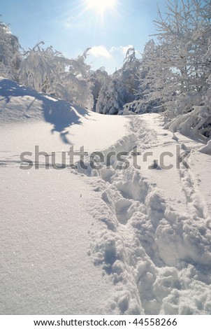 path through the snow