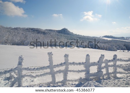 forest covered by snow and ice