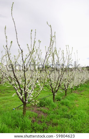 irrigation of a pear tree