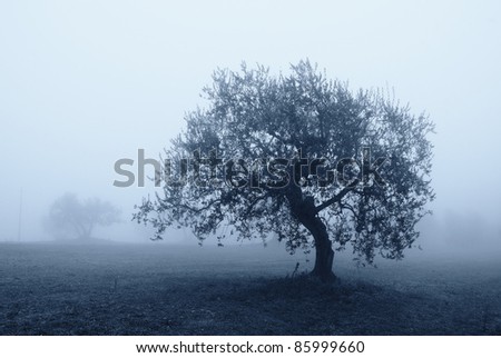 olive tree in october shrouded by the fog