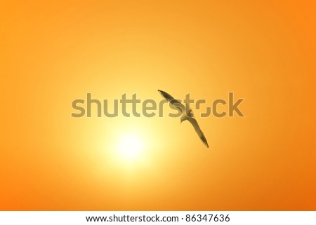seagull flies into the sky towards the sun