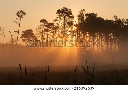 Sun rays through the trees  of a low country forest on a foggy morning