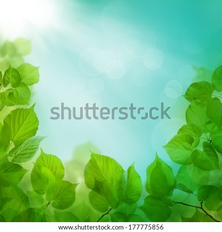 Spring morning - background with green foliage and sky