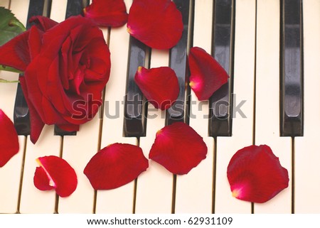 Black And White Photography Roses. stock photo : red rose,