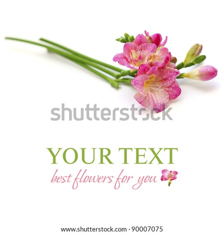 Floral background - spring pink flower isolated on white