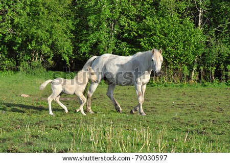 White Mare