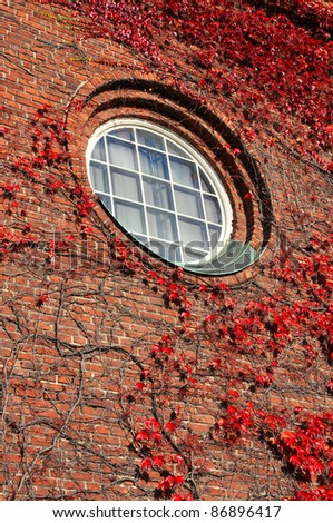 Round window surrounded by woodbine on a brick wall,