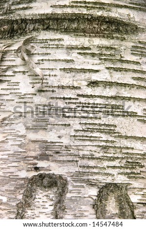 birch tree wallpaper. stock photo : irch tree bark