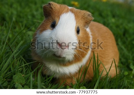 guinea pig sitting in the grass