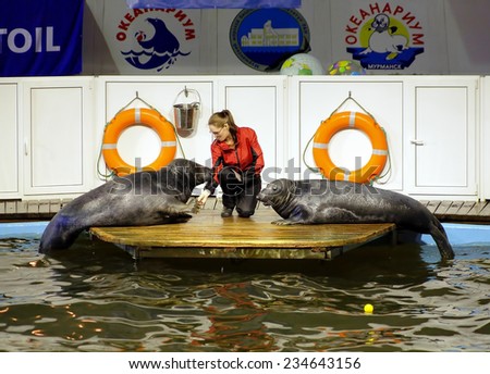 MURMANSK, RUSSIA - JULY 12, 2008: Two earless seals with trainer in oceanarium. The Murmansk oceanarium is the northernmost oceanarium in the world, it was opened to the public on October 4, 1996.