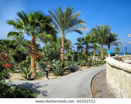 Palms and evergreen plants in hotel in Hurghada, Egypt