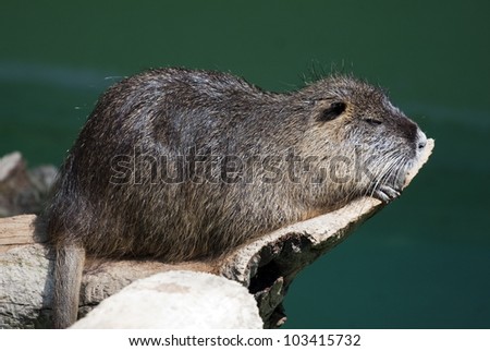 Nutria by the river.
