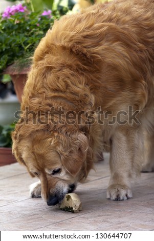 Golden retriever eating a bone.