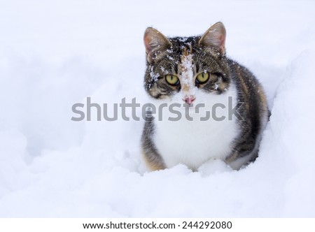 Domestic cat enjoying first snow.