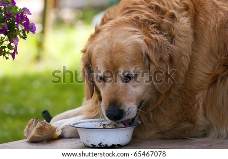 Golden retriever eating from his bowl.