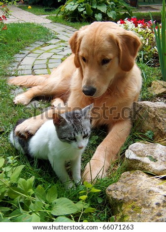 Best friends. Domestic cat and golden retriever in a hug.