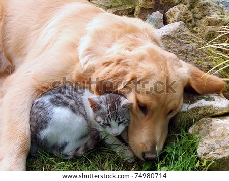 Domestic cat and golden retriever.