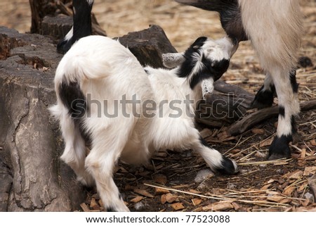 Baby goat drinking milk from mother goat.
