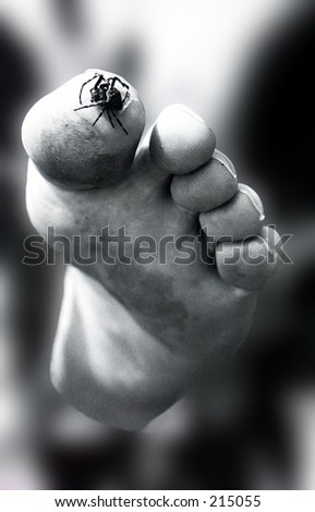 Spider walking on toe.
