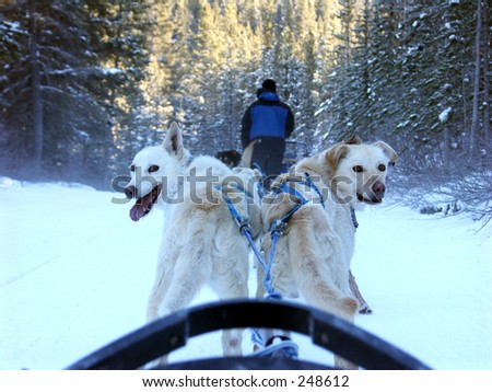 Impatient dogs, dog sledding in Canada.