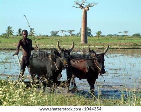 Farmer working land in Madagascar,Africa.