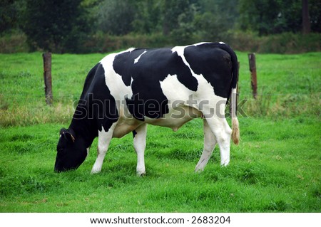 Cow Black White