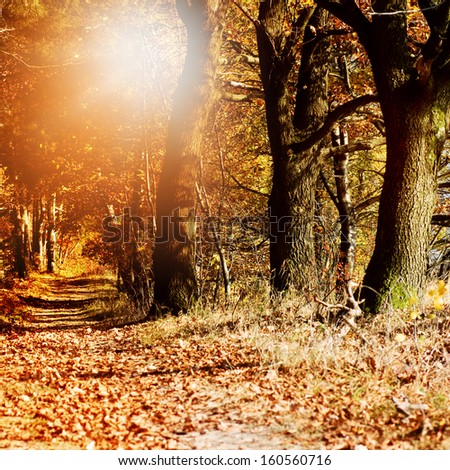 Hiking path through mixed tree forest with sun rays in autumn