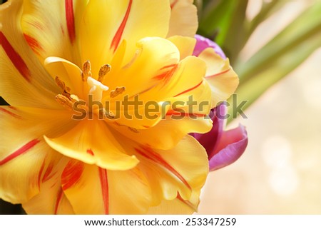 Beautiful spring flowers background with tulips
