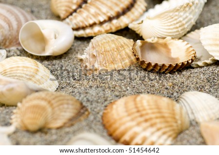 Various sea shells souvenirs on beach