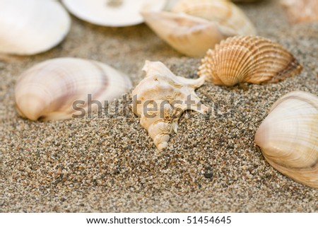 Various sea shells souvenirs on beach
