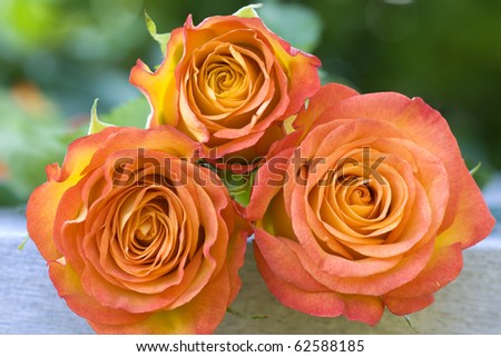Beautiful orange roses lying on a wooden table close-up