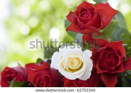 stock photo : Beautiful red and white roses close-up