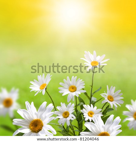 Bunch of spring flowers in the meadow