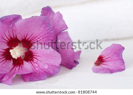 Pink hibiscus and towels in white
