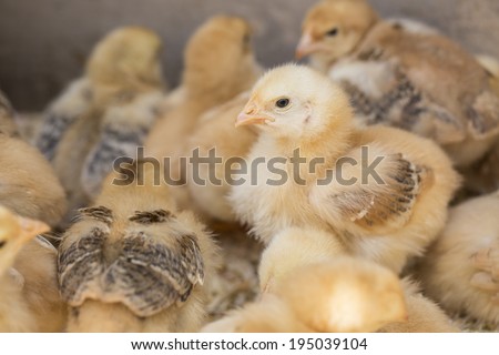 Cute chickens